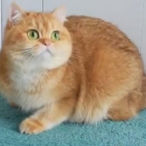Foto van de poes