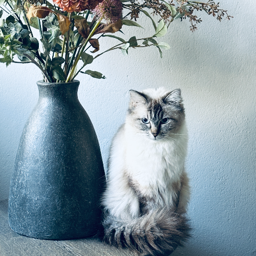 Foto van de poes