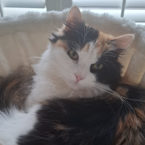 Foto van de poes