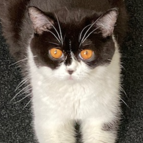 Foto van de poes