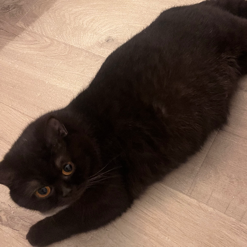 Foto van de poes