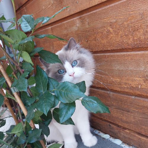 Foto van de poes