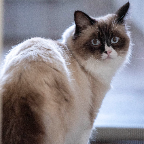 Foto van de poes