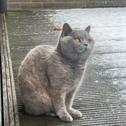 Foto van de poes