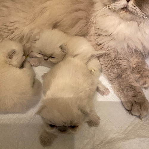 Foto van de poes