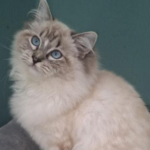 Foto van de poes