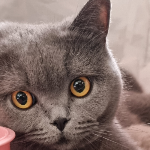 Foto van de poes