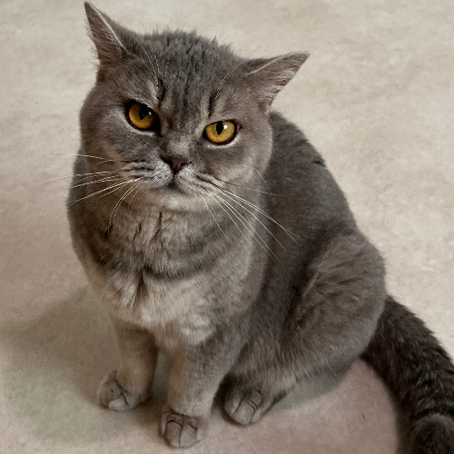 Foto van de poes