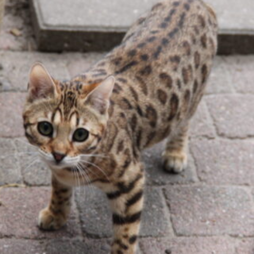 Foto van de poes