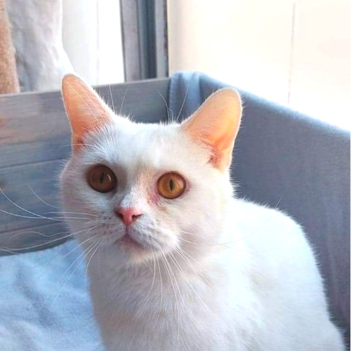 Foto van de poes