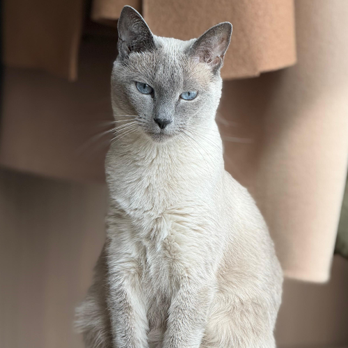 Foto van de poes