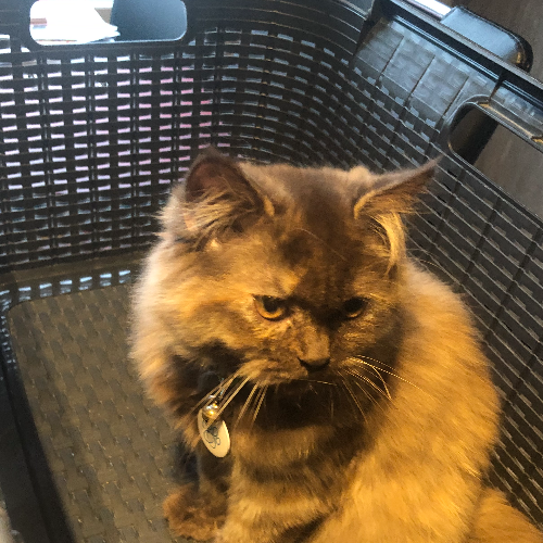 Foto van de poes