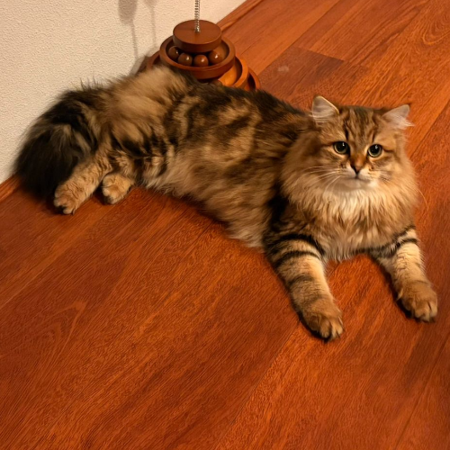 Foto van de poes