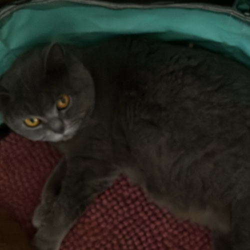Foto van de poes