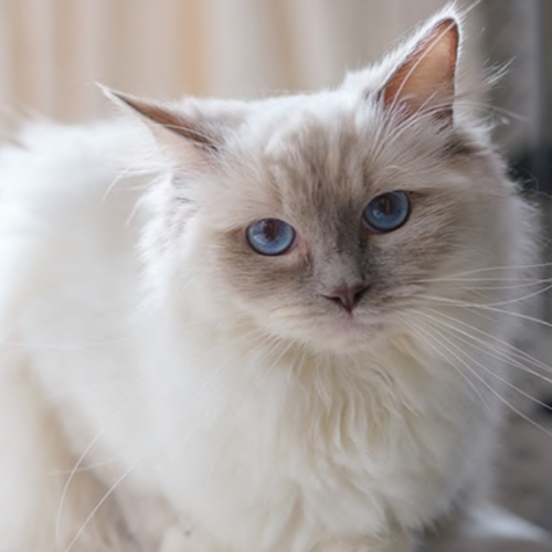 Foto van de poes