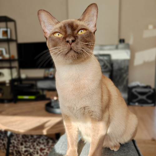 Foto van de poes