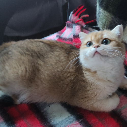 Foto van de poes