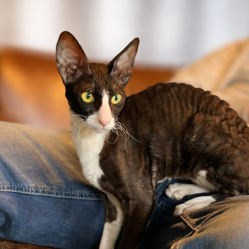 Foto van de poes