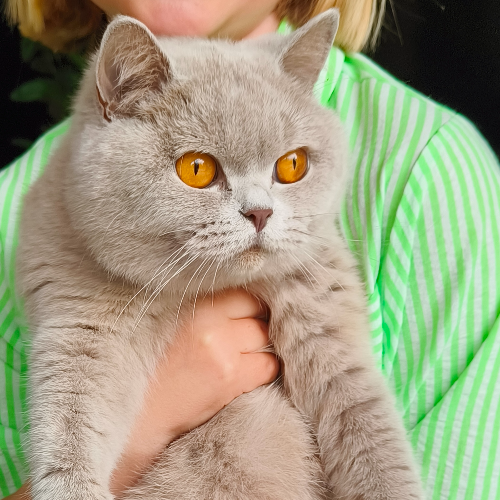 Foto van de poes