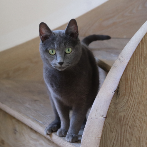 Foto van de poes
