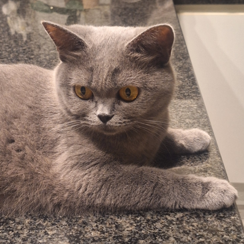 Foto van de poes