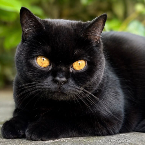 Foto van de poes