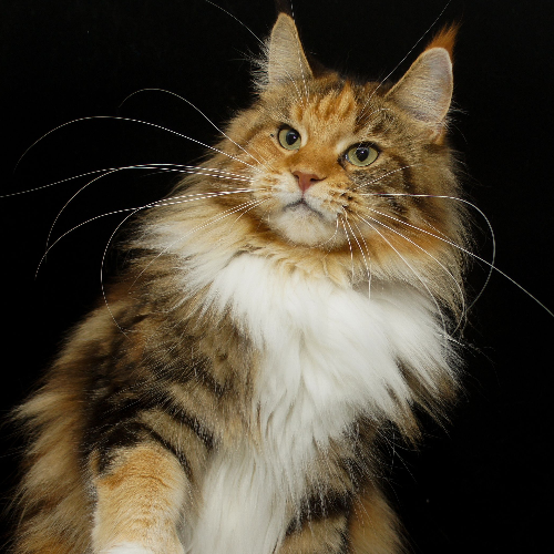 Foto van de poes