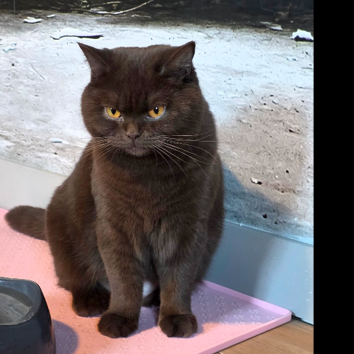 Foto van de poes