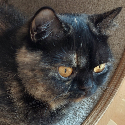Foto van de poes