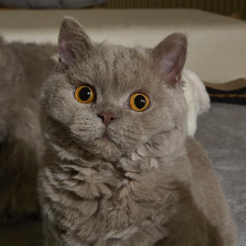 Foto van de poes
