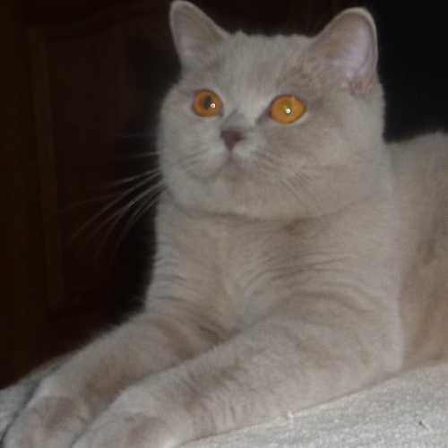 Foto van de poes