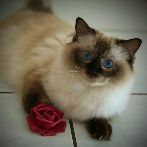 Foto van de poes