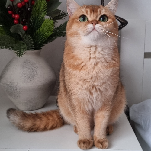 Foto van de poes