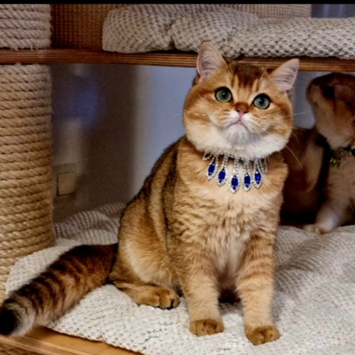 Foto van de poes