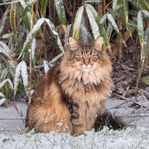 Foto van de poes