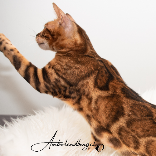Foto van de poes