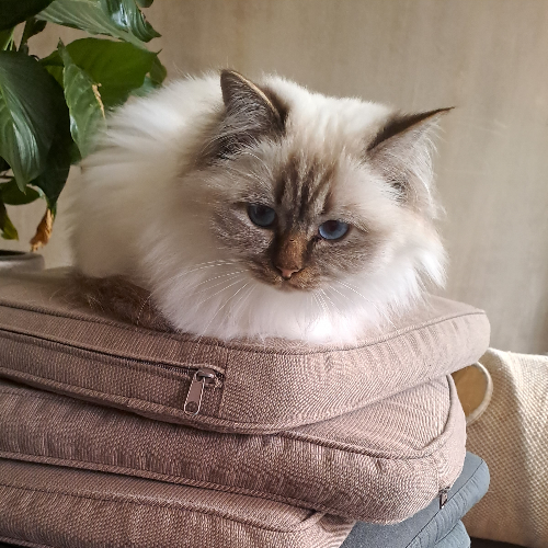 Foto van de poes