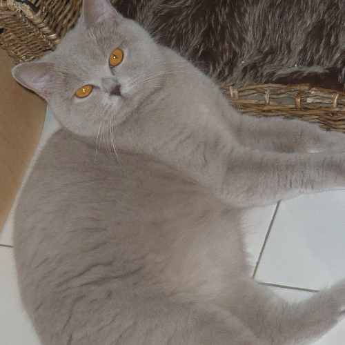 Foto van de poes