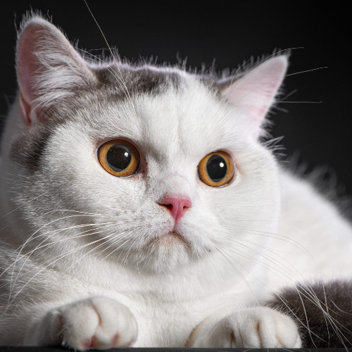 Foto van de poes
