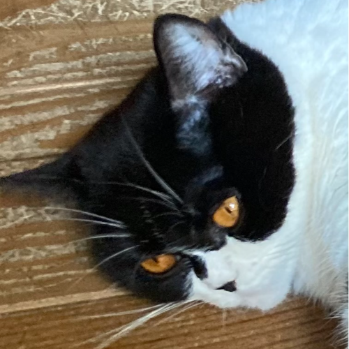 Foto van de poes