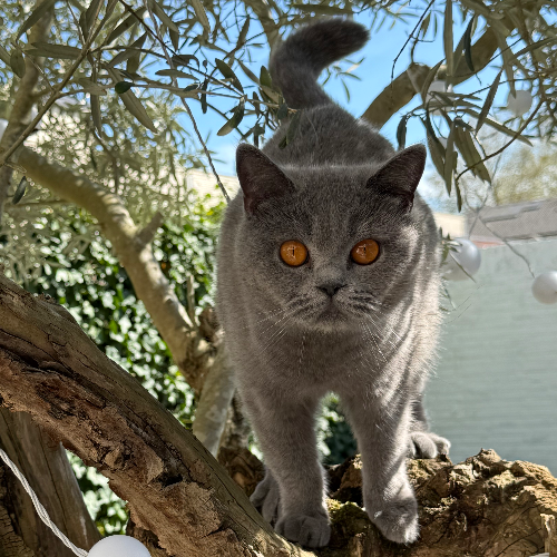 Foto van de poes