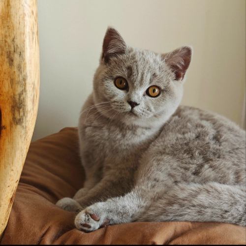 Foto van de poes