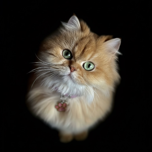 Foto van de poes
