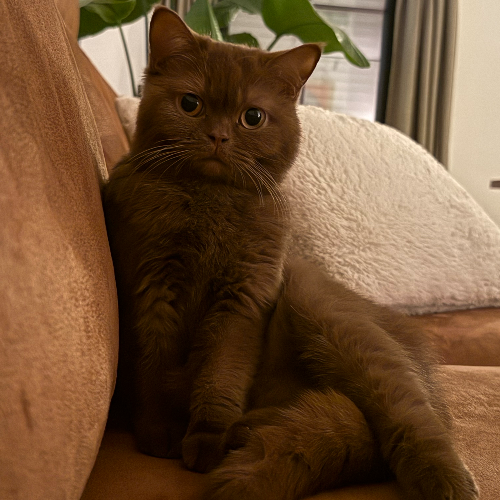 Foto van de poes