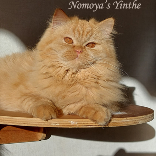 Foto van de poes