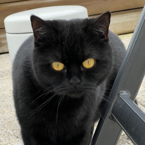 Foto van de poes