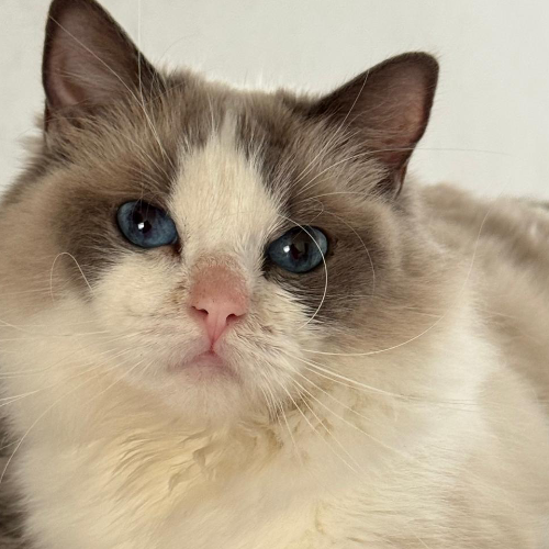 Foto van de poes