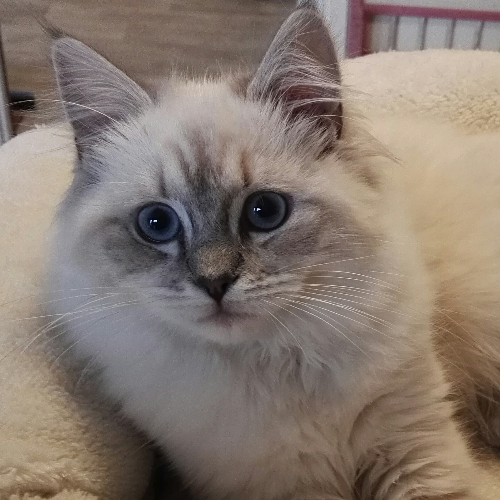 Foto van de poes
