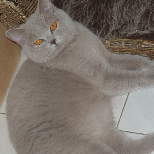 Foto van de poes