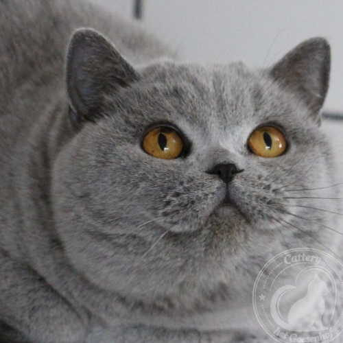 Foto van de poes